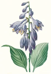 Kasvitieteellinen kuva/Redoubt/Hosta ventricosa