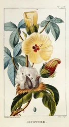 Kasvitieteellinen kartonki/Gossypium sp/Puuvilla
