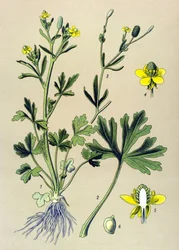 Kasvitieteellinen lauta. Venenous (myrkyllinen): leinikkisseleraatti tai sellerinlehtiherkku (Ranunculus sceleratus)