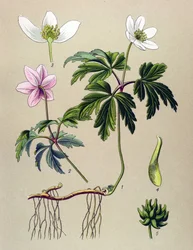 Kasvitieteellinen lauta. Venenous (myrkyllinen) ja lääkekasvi: Anemone sylvie tai metsävuokko (Anemone nemorosa)