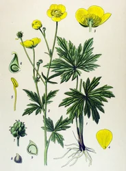 Kasvitieteellinen lauta. Venenous (myrkyllinen) ja lääkekasvi: leinikki (Ranunculus acris)