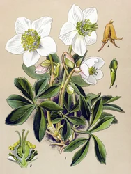 Kasvitieteellinen lauta. Venenous (myrkyllinen) ja lääkekasvi: jouluruusu (Helleborus niger)