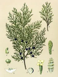 Kasvitieteellinen lauta. Venenous (myrkyllinen) ja lääkekasvi: Sabiinikataja (Juniperus sabina)