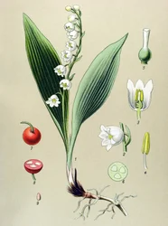 Kasvitieteellinen taulu. Myrkyllinen ja lääkekasvina käytetty kasvi: kielo eli toukokuun laaksonlilja (Convallaria majalis)