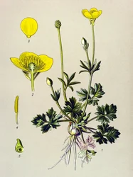 Kasvitieteellinen lauta. Venenouskasvi (myrkyllinen): Sipuli leinikki tai kultasilmu (Ranunculus bulbosus)