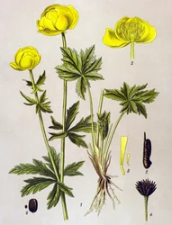 Kasvitieteellinen lauta. Veneen kasvi (myrkyllinen): Euroopan peikko (Trollius europaeus)