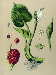Kasvitieteellinen lauta. Veneen kasvi (myrkyllinen): Suokalla (Calla palustris)
