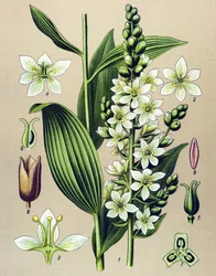 Kasvitieteellinen lauta. Lasimainen (myrkyllinen) ja lääkekasvi: valkoinen veratre (Veratrum album)