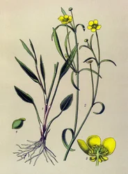 Kasvitieteellinen lauta. Lasimainen (myrkyllinen) ja lääkekasvi: Flame Buttercup, Small Moat tai Small Flame (Ranunculus flammula)