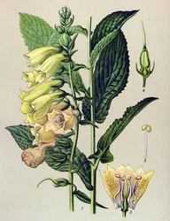 Kasvitieteellinen kartonki, kasvi: Isokukkainen digitaalinen (Digitalis grandiflora)
