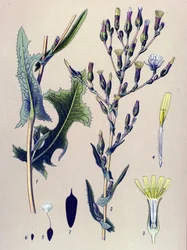 Kasvitieteellinen lauta, kasvi: Scarole salaatti tai villisalaatti (Lactuca scariola, Lactuca serriola)