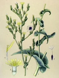 Kasvitieteellinen lauta, kasvi: rautasalaatti tai villisalaatti (Lactuca virosa)