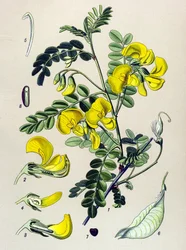 Kasvitieteellinen lauta, kasvi: puuliina (Colutea arborescens)