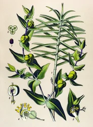 Kasvitieteellinen lauta, myrkyllinen ja lääkekasvi: Euphorbia epurge (Euphorbia lathyris)