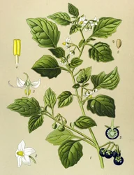 Kasvitieteellinen taulu, myrkyllinen kasvi: Mustakoiso (Solanum nigrum)