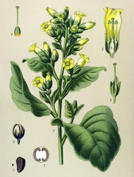 Kasvitieteellinen taulu, myrkyllinen kasvi (toksinen): valkoinen mapacho-tupakka (Nicotiana rustica) (Nicotiana tabacum)