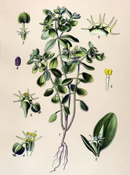 Kasvitieteellinen lauta, veneen kasvi (myrkyllinen): euphorbia esule tai euphorbia acre