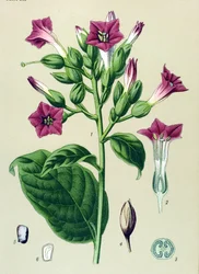 Kasvitieteellinen kartonki, myrkyllinen kasvi: koristetupakka (Nicotiana tabacum)