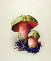Kasvitieteellinen lauta, jossa on myrkyllinen sieni (laskimosieni): Susipiikki (Boletus lupinus)