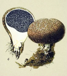 Kasvitieteellinen levy, jossa on myrkyllinen sieni (laskimot): vulgaari skleroderma (Scleroderma vulgare)