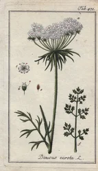 Kasvitieteellinen: porkkanankukka - Porkkanan kukat ja lehdet, Daucus carota. Käsinväritetty kuparikaiverrus B. Thannerin piirroksesta Johannes Zornin teoksesta "Icons plantarum medicinalium", Saksa.