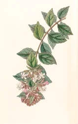 Kasvitieteellinen kuva/Abelia chinensis/Abelia rupestris/Abelia of China/Abelia Rock