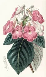 Kasvitieteellinen kuva/Achimenes grandiflora/Achimenessa on suuret kukat