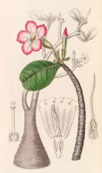 Kasvitieteellinen kuva/Adenium obesum/Aavikon ruusu/Aavikon ruusu