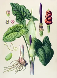 Kasvitieteellinen lankku. Venesomainen (myrkyllinen) ja lääkekasvi: tahra guet (Arum maculatum)