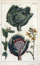 Kasvitieteet: kaali, kaali, Brassica oleracea capitata, kukka 172 ja lehtien pää 173, punakaali, Brassica oleracea rubra.