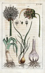Kasvitieteet: purjo, valkosipuli, echalote - purjo, Allium pollum 179, valkosipulin kukka, Allium sativum 181, valkosipulin sipuli 182, ja salottisipuli, Allium cepa var. aggregatum, ascalonicum.