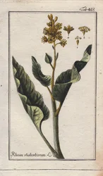 Kasvitieteet: raparperin lehdet - raparperin lehdet, Rheum rhabarbarum. Käsinväritetty kuparikaiverrus B. Thannerin piirroksesta Johannes Zornin teoksesta "Icons plantarum medicinalium", Saksa.