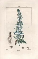 Botris (Chenopodium botrys) - Lambert filsin kaiverrus Pierre Jean Francois Turpinin (1775-1840) piirroksen mukaan, teoksesta La flore medicale, Chaumeton, Poiret et Chamberet, Pariisi 1830 - Jerusalem oak goosefoot, Dysphania botrys - Lambertin kaiverrus 