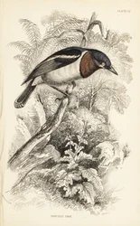 Ruskeakurkku-uikku, Platysteira cyanea (Show tody, Platystera lobata). William Lizarsin käsin väritetty teräskaiverrus William Swainsonin kuvituksen mukaan Sir William Jardinen Naturalist