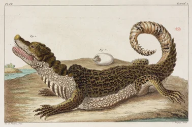 Caiman ja hänen vauvansa