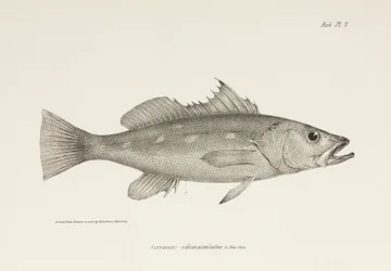 Camotillo, Tyynimeri, n. 1832-1836