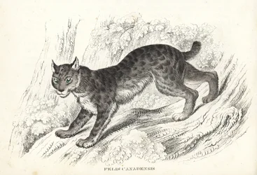 Kanadan ilves, Lynx canadensis (Felis canadensis). Käsinväritetty litografia Georg Friedrich Treitschken luonnontieteellisestä galleriasta, Naturhistorischer Bildersaal des Thierreiches, Liepzig-1842.