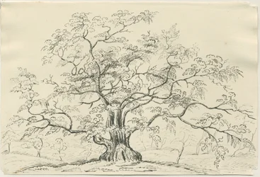 Cannock Chase: kynä- ja lyijykynäpiirustus, nd [?1800-luku]