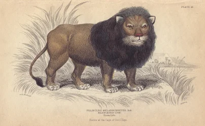 Kap-leijona. William Lizarsin litografia, joka perustuu Charles Hamilton Smithin piirustukseen, Sir William Jardinen "Bibliotheque naturaliste, mammals, les felins" -teokseen, joka julkaistiin vuonna 1834 Edinburghissa (Skotlannissa).