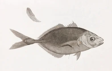 Caranx Lune, lähikuva