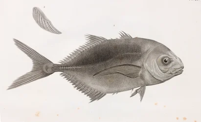 Caranx Sauteur, lähikuva