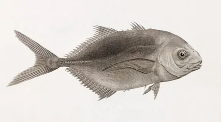 Caranx Sauteur, lähikuva