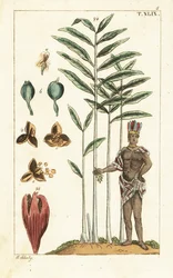 Kardemumma, Elettaria cardamomum.