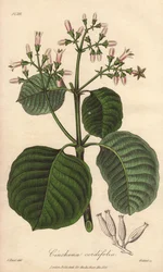 Cartagenan kaarnan kuori, Cinchona cordifolia