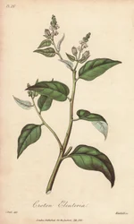 Cascarilla (Croton eleuteria) - Vahva vesi William Clarke kuvittaa "Medical Botanical, kuvaus Lontoon, Edinburghin ja Dublinin lääkekasveista", jonka John Stephenson ja James Morss Churchill julkaisivat Lontoossa John Churchill vuonna 1