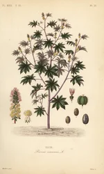 Risiinipapu tai risiiniöljykasvi, Ricinus communis, Ricin