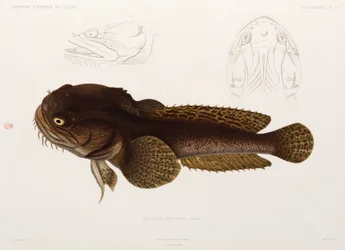 Catfish, Algeria