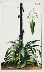 Century kasvi, Agave americana.