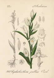 Cephalanthere on epe tai pitkälehtinen - Sword-leaved helleborine, Cephalanthera longifolia (Cephalanthera pallens). Käsin väritetty litografia Diederich von Schlechtendalin teoksesta Saksan kasvisto (Flora von Deutschland), Jena.