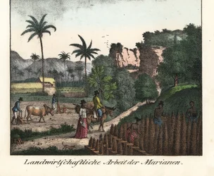 Chamarro-viljelijät kyntävät peltoa ja kaivertavat istutusriviä Mariana-saaristossa (Yhdysvallat). Kuvitus Louis de Freycinet